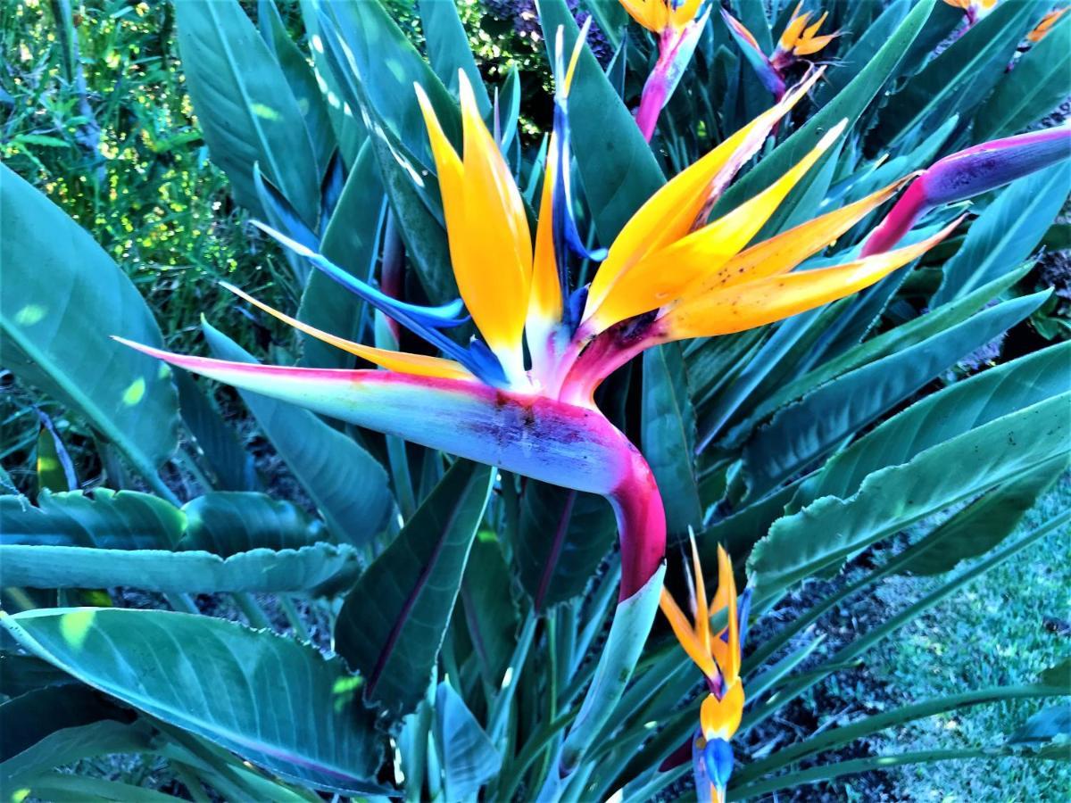 Surf Beach_Santa Barbara Secret Gardens Ribeira Grande Dış mekan fotoğraf